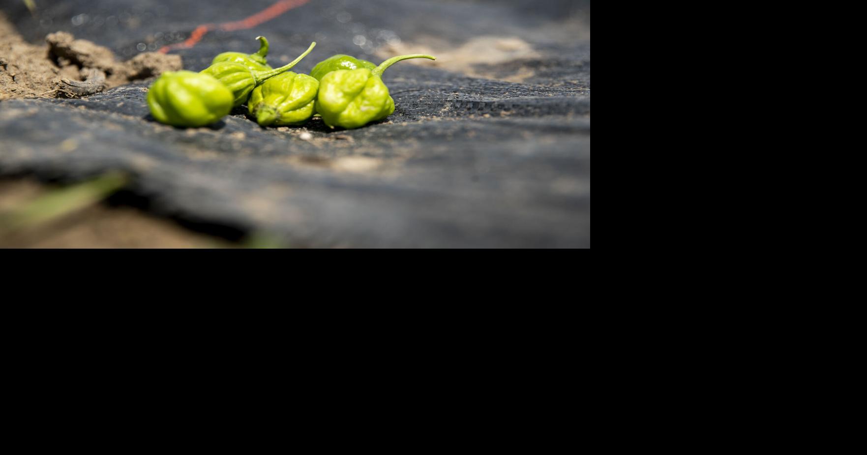 Sei Kidau shares his Scotch Bonnet Peppers Seasoning Rub Recipe