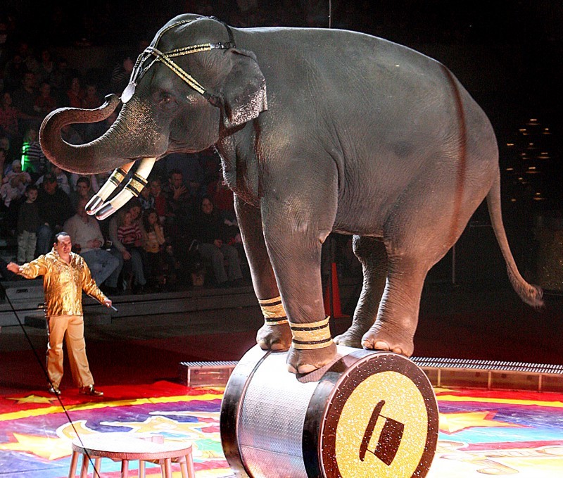 County Board backs ban on elephant performances at Alliant Center