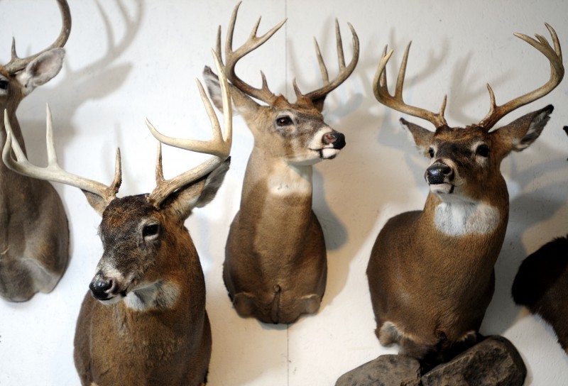 MV108: Deer Taxidermy Display Options - Deer Mounts on Vimeo
