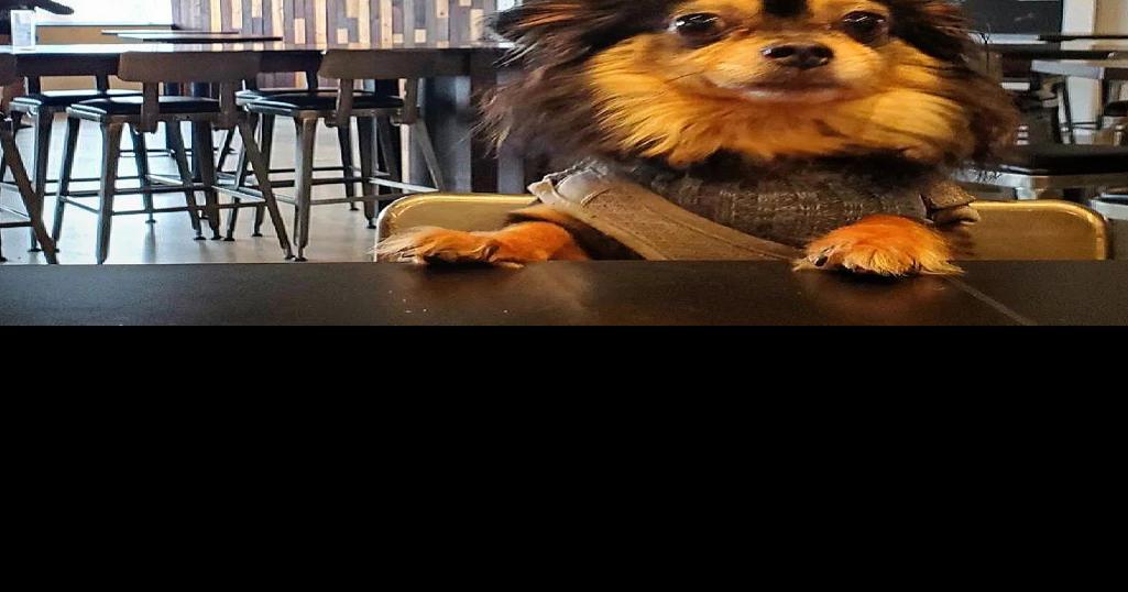 Dog on bar at Delta Beer Lab