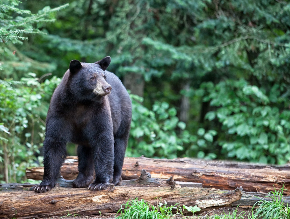 2026 Bear Hunting Season To Open Sept. 9