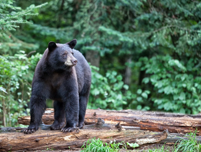 2026 Bear Hunting Season To Open Sept. 9