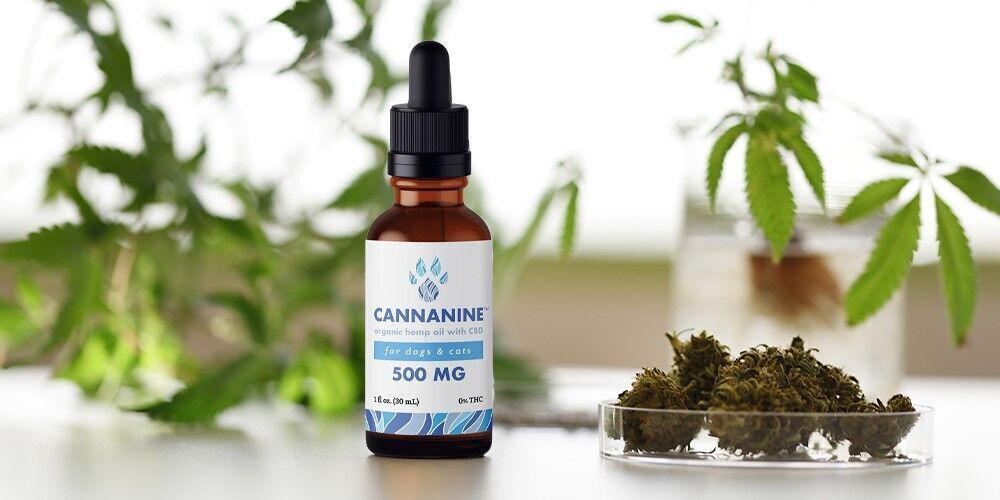 Originated Media_Best CBD oil for dogs_img.jpg