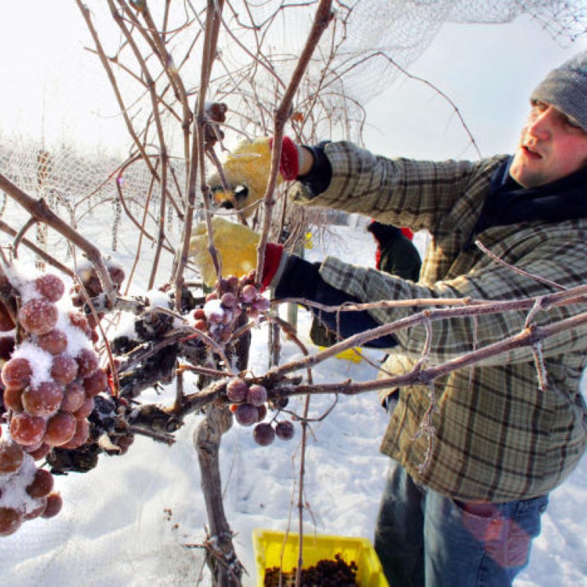Sales Continue To Lag For Wisconsin Made Wines Local News Madison Com