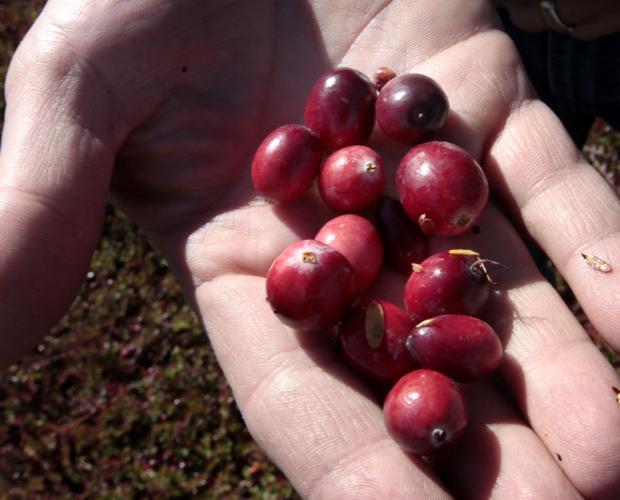 State cranberry industry in survival mode