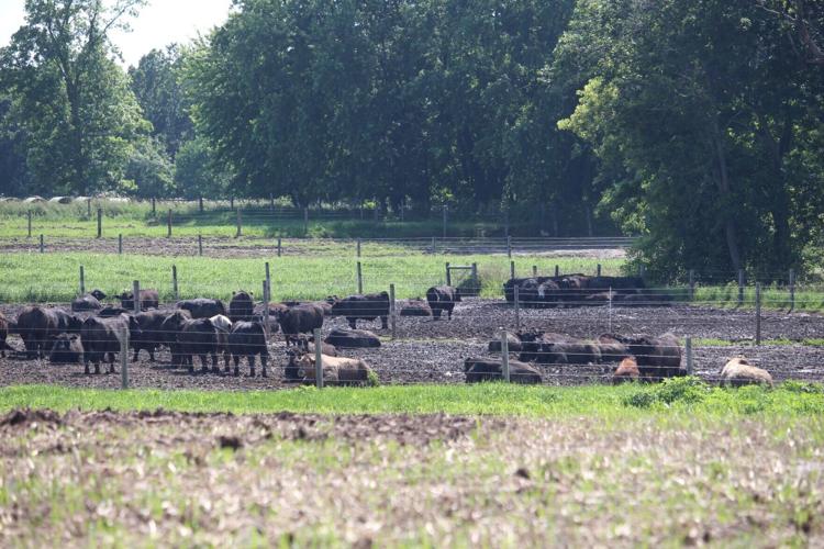 Beef cattle