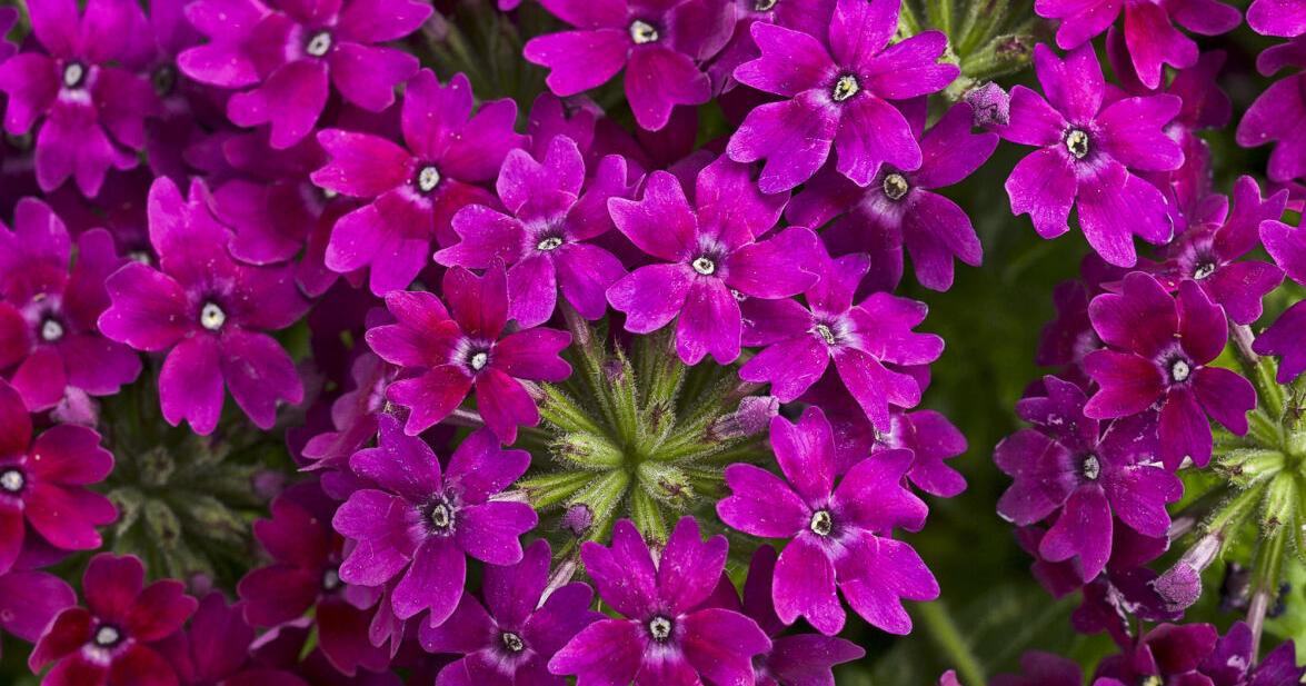 Superbena Royale Plum Wine verbena shows off Pantone’s Color of the Year