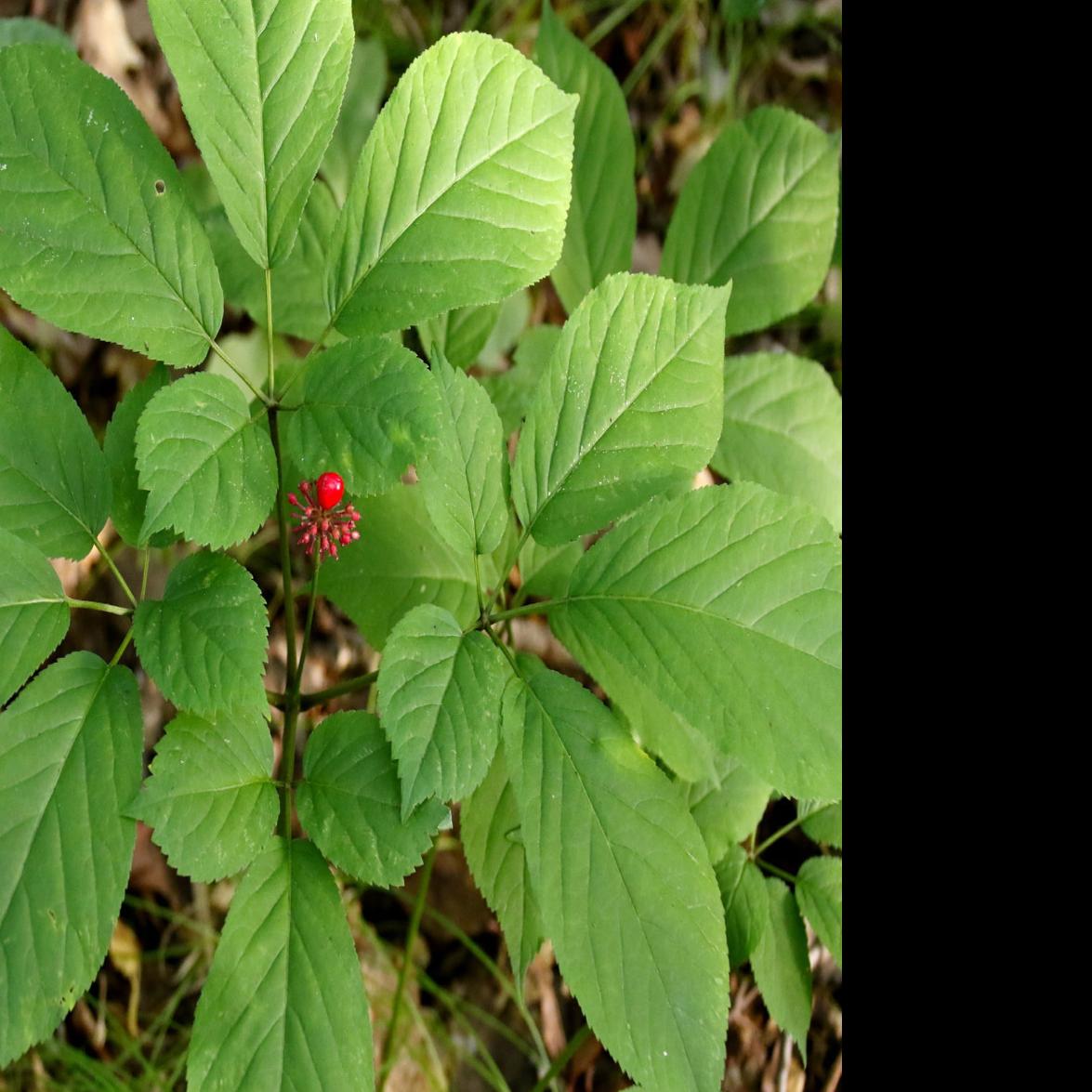 Jerry Davis Ginseng Prices For Wisconsin S Green Root Start Out Low Outdoors Madison Com