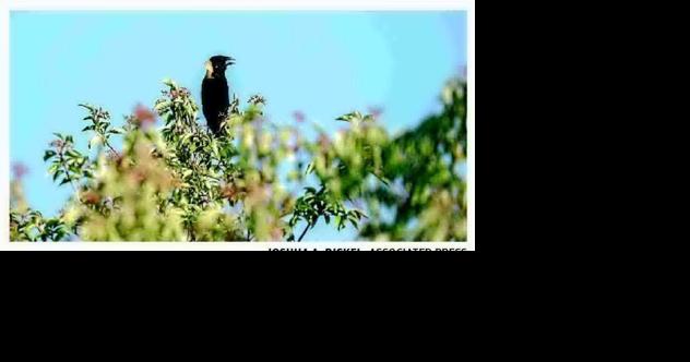 America's grassland birds in peril - Vimarsana News