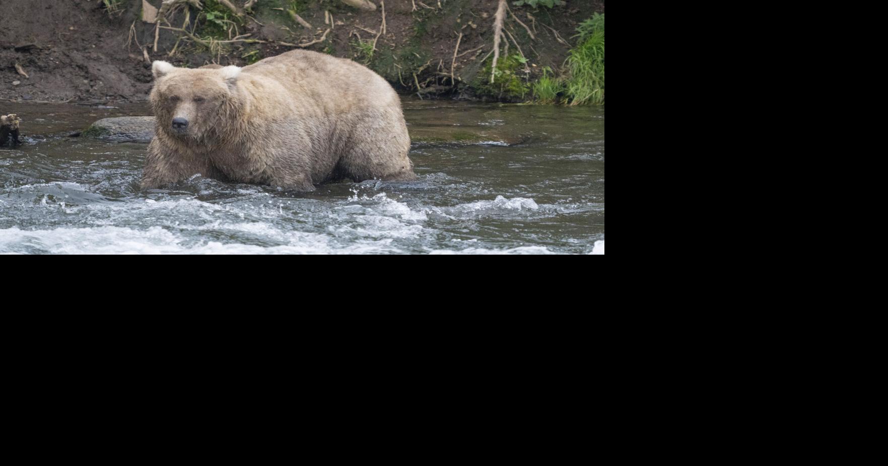 Alaska's Fat Bear Week showcases chunkiest of chunks