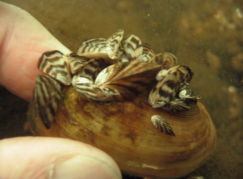 Outdoors: Iconic Minnesota Walleye Fishery Besieged By Zebra Mussels