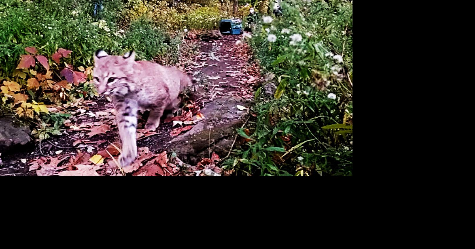 Wisconsin bobcat rehabilitated and released into the wild
