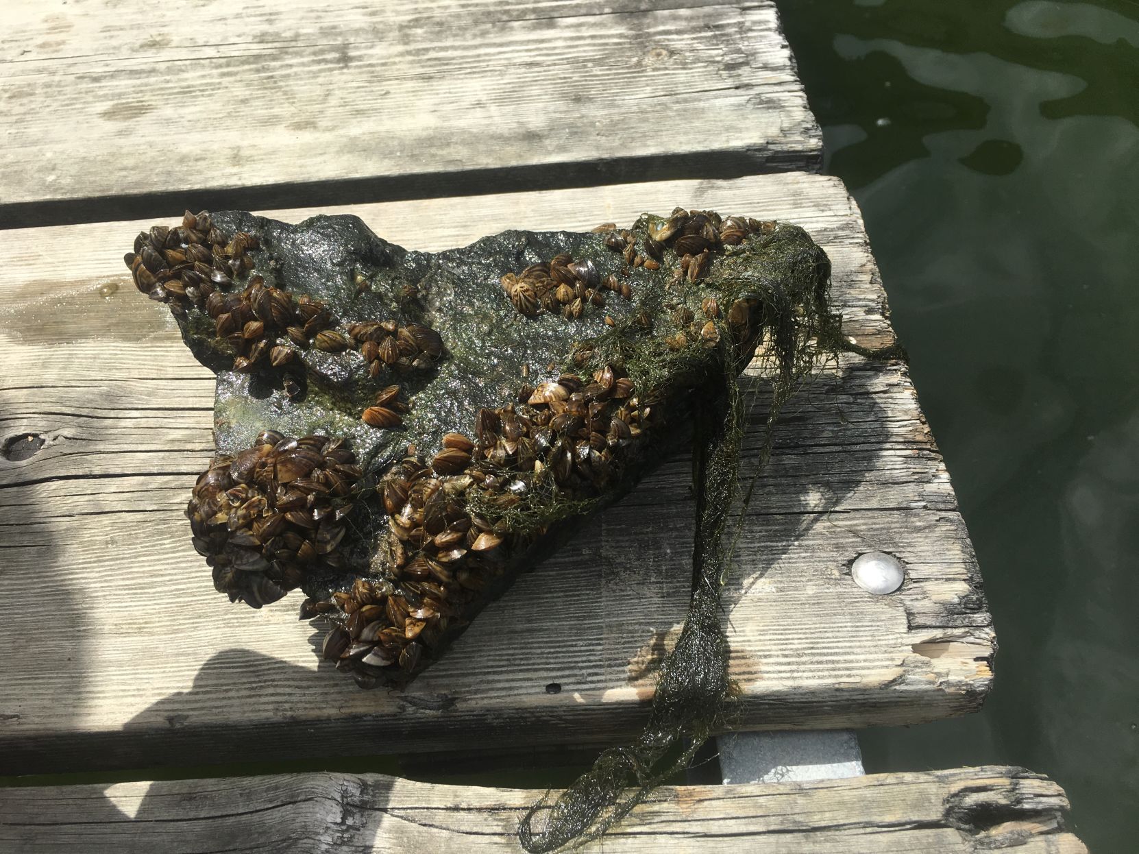 Zebra Mussels May Worsen Lake Health Hazards Caused By Farm Pollution ...