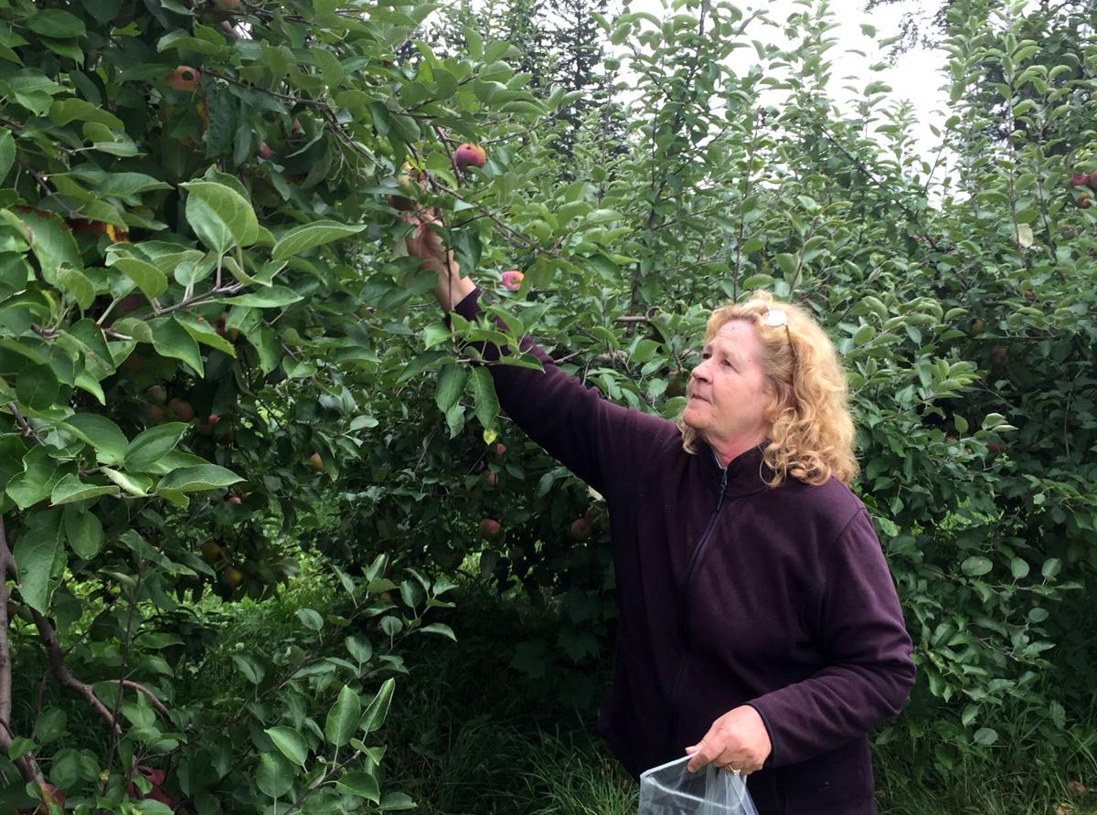 Local Orchard Owners Embracing Eat Ugly Apples Campaign