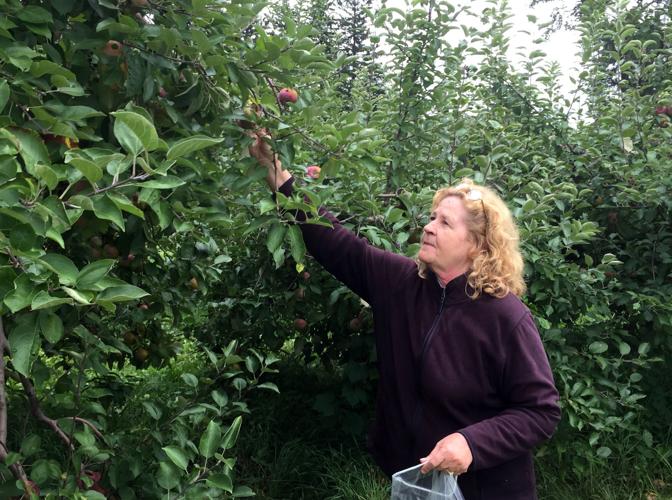 Local Cortland Apple