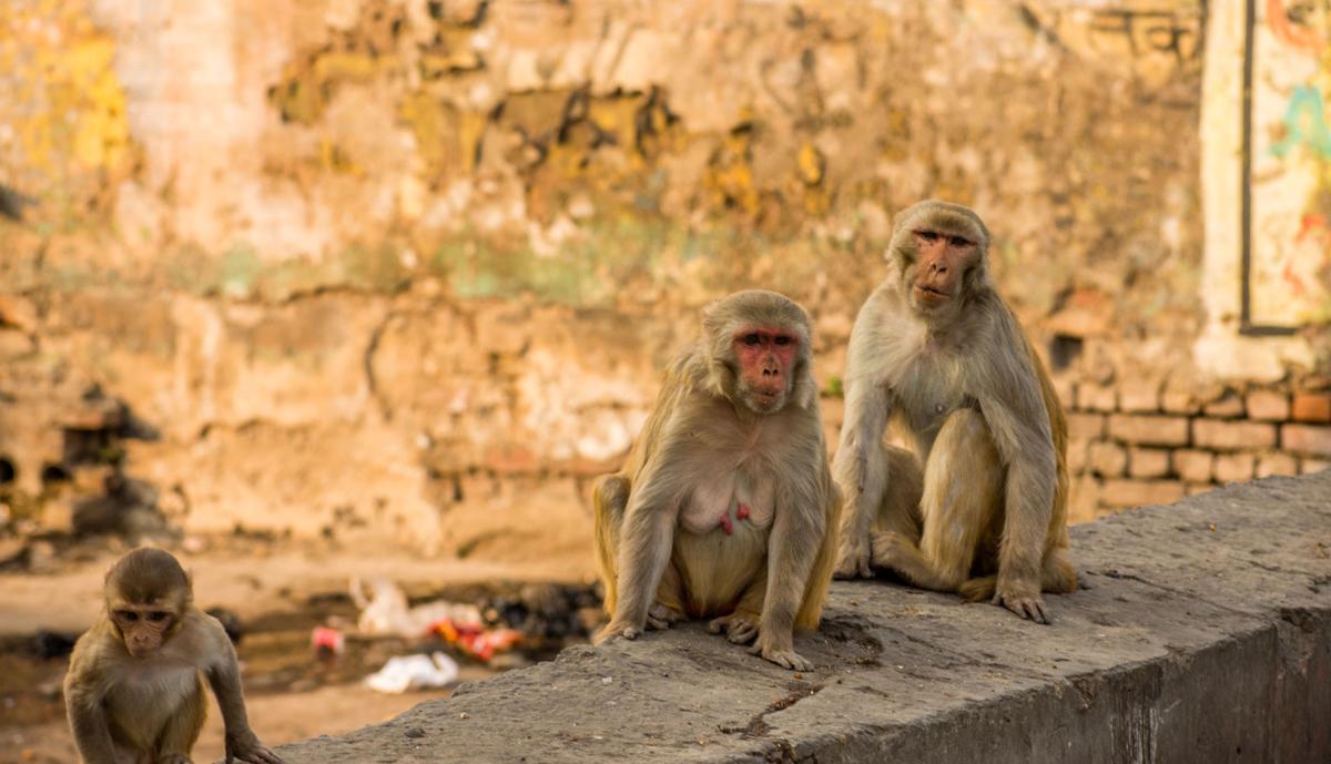 Monkeys snatch blood samples of suspected coronavirus patients in India