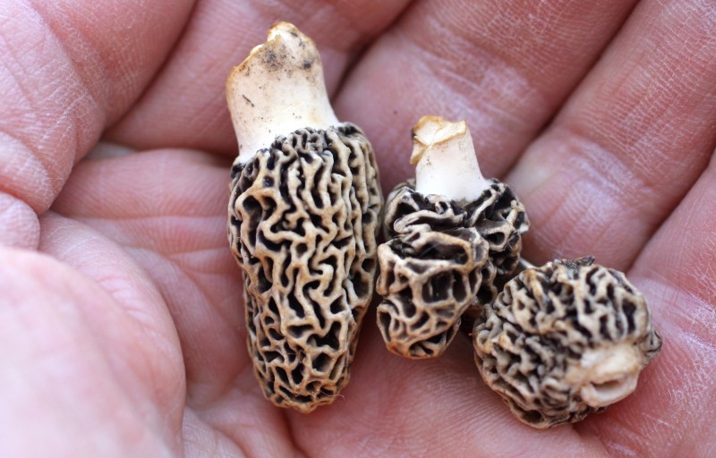 Outdoors Morels pop up Outdoors