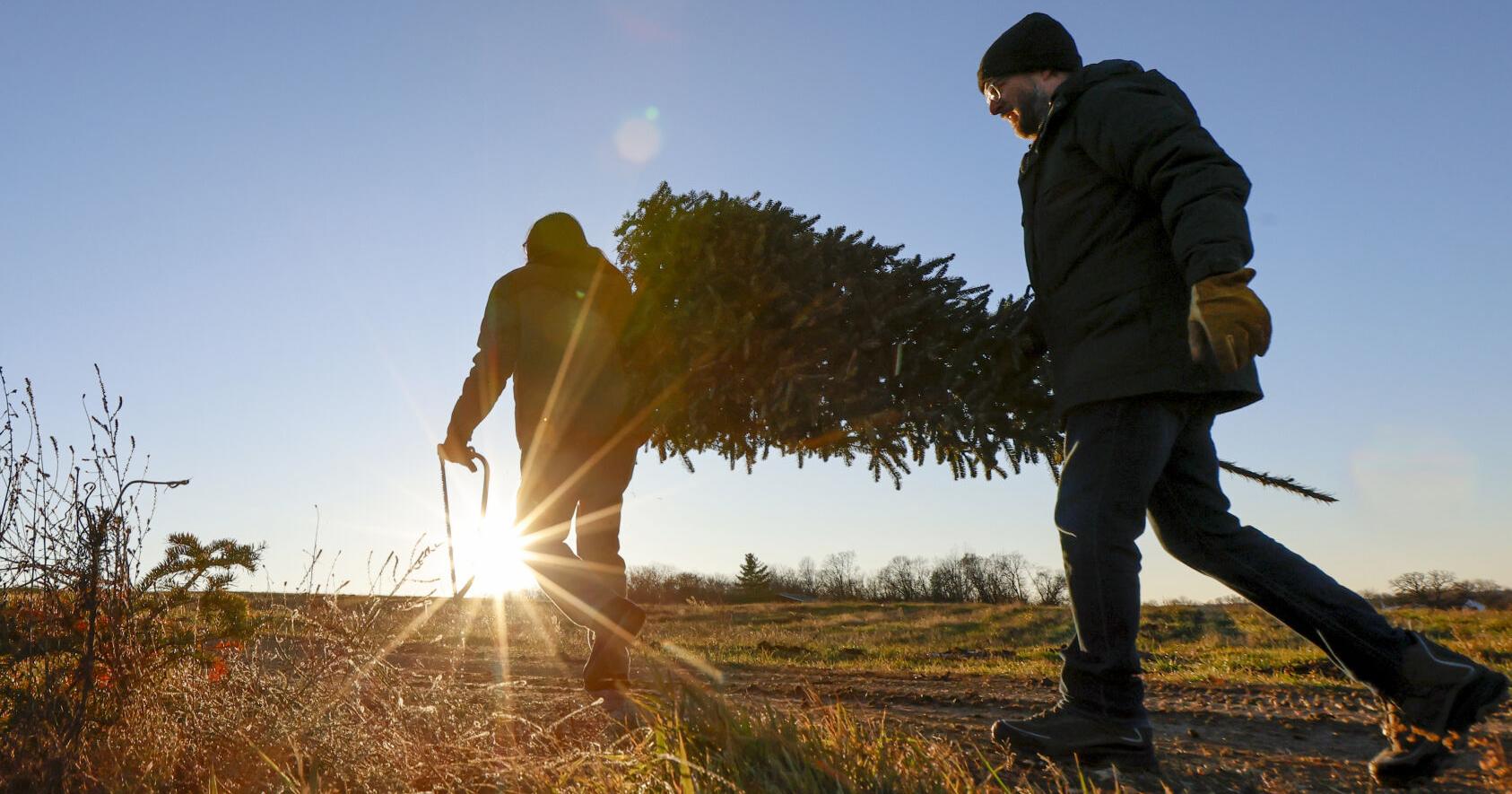 Christmas tree farmers deck their halls - Vimarsana News