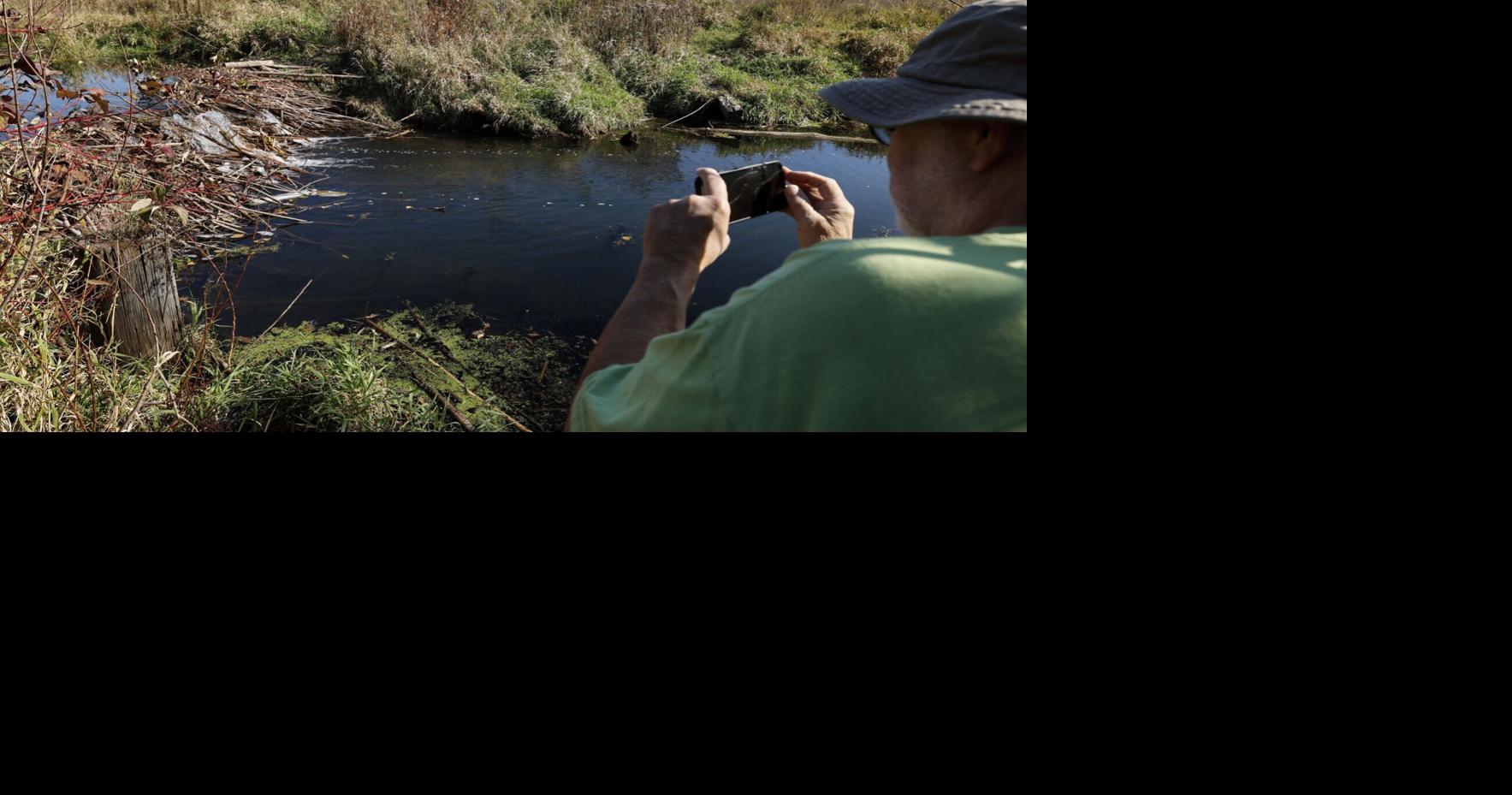 Dams built across Starkweather Creek could be removed, along with the beavers who made them