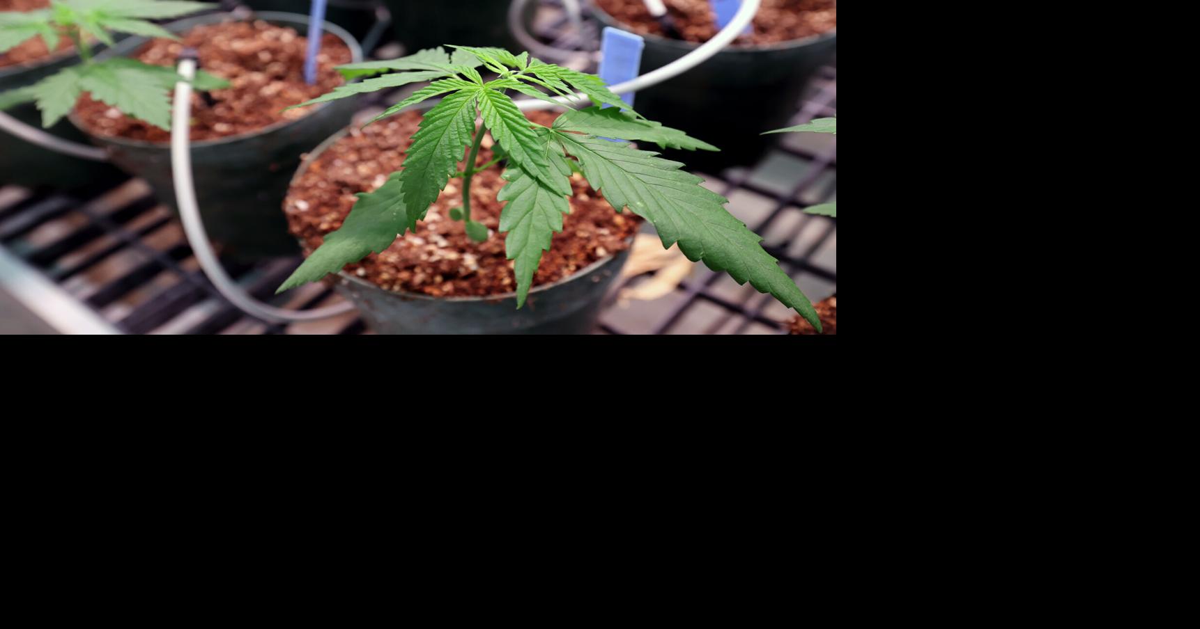 Nobody knows if Wisconsin hemp products are safe or legal. The Milwaukee Journal Sentinel tested them