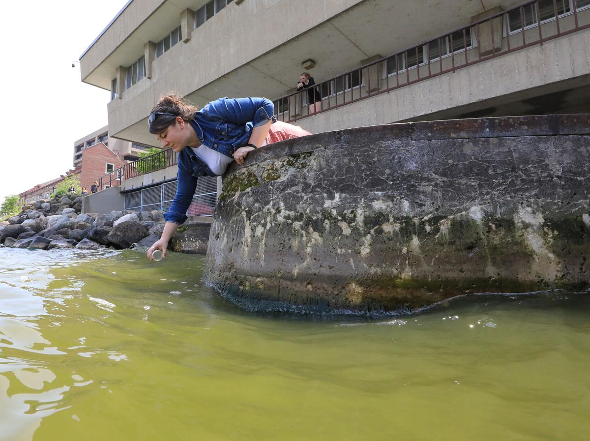 Cyanobacteria (Blue-Green Algae) - Clean Lakes Alliance