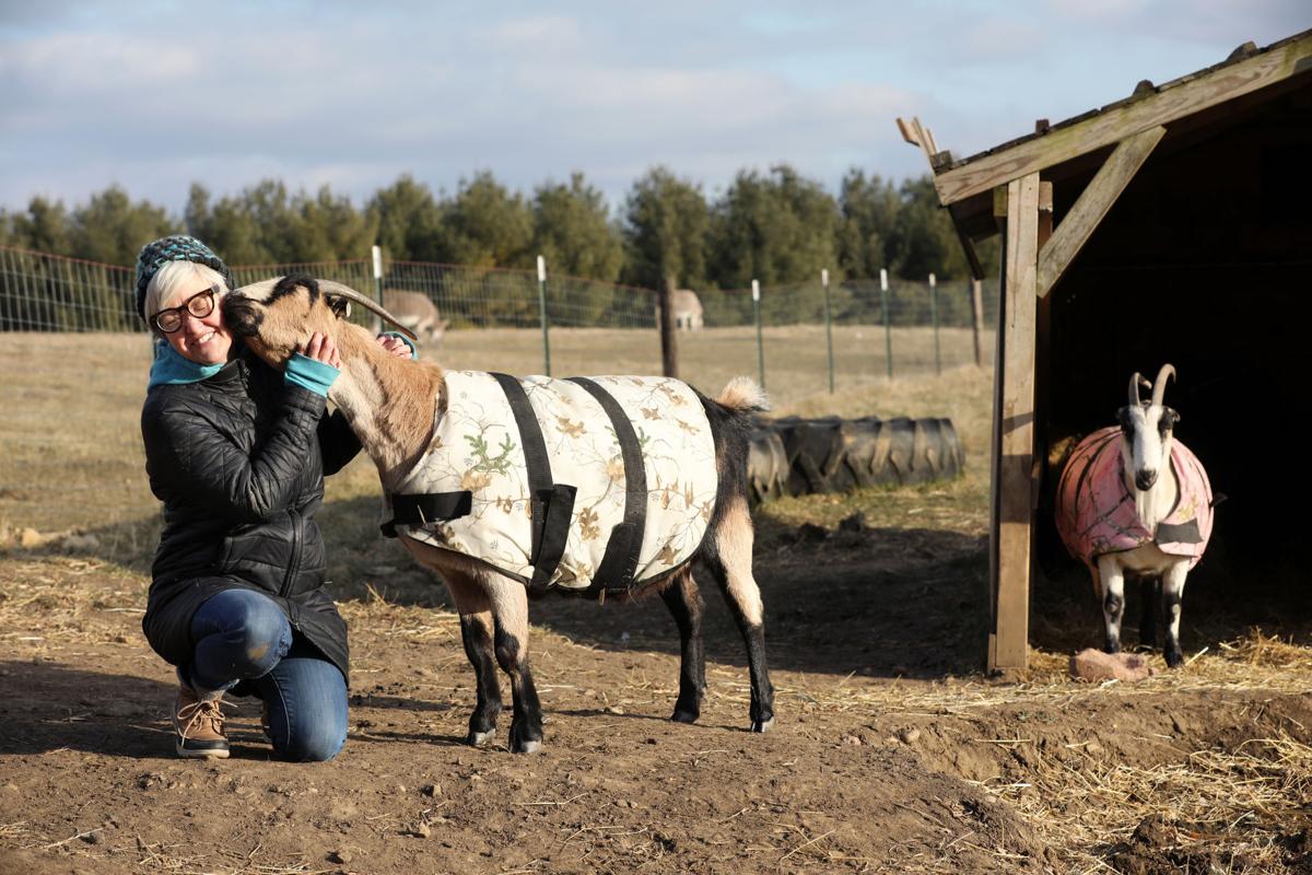 Heartland goats