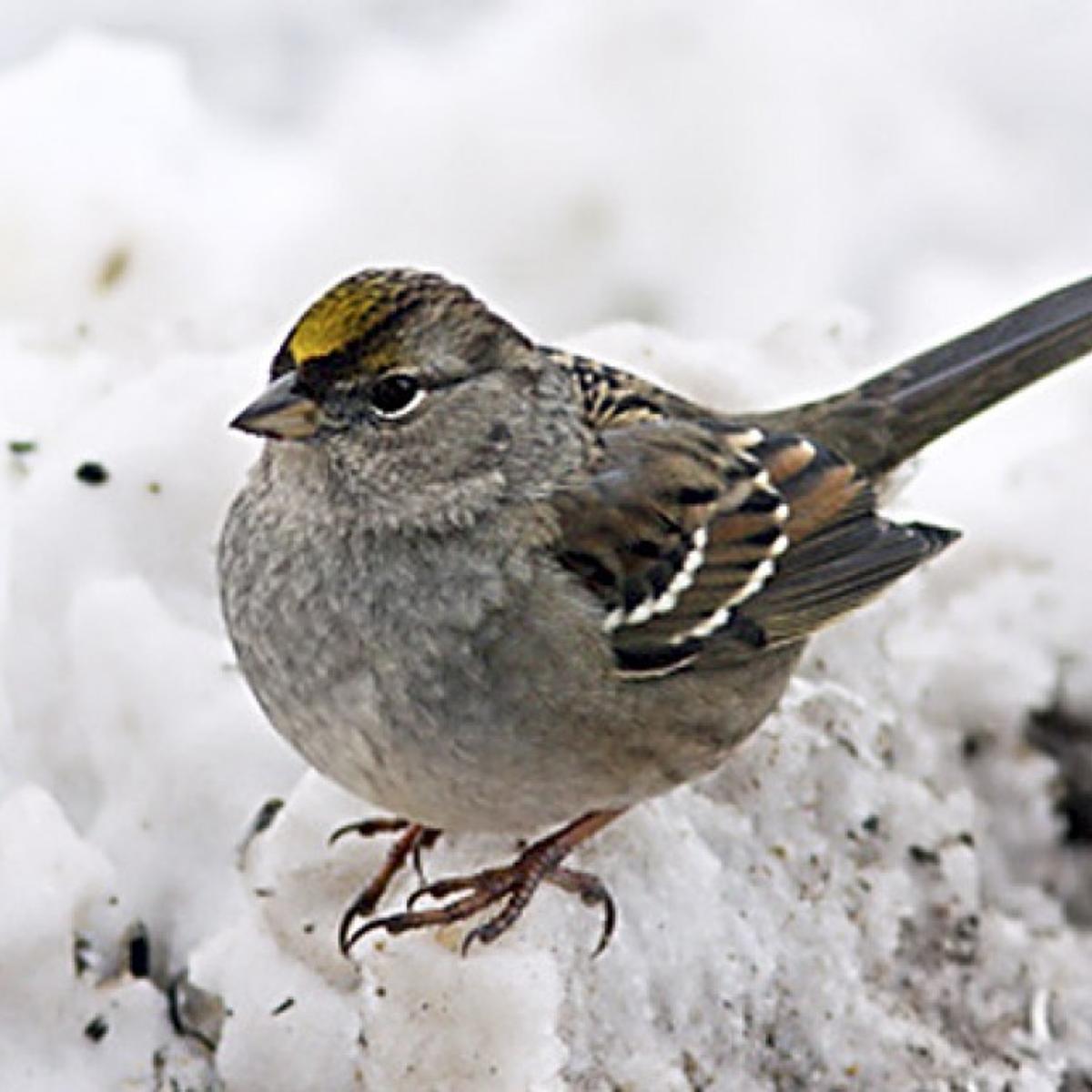Birders Flock To Catch Glimpse Of Rare Golden Crowned Sparrow Science Environment Madison Com