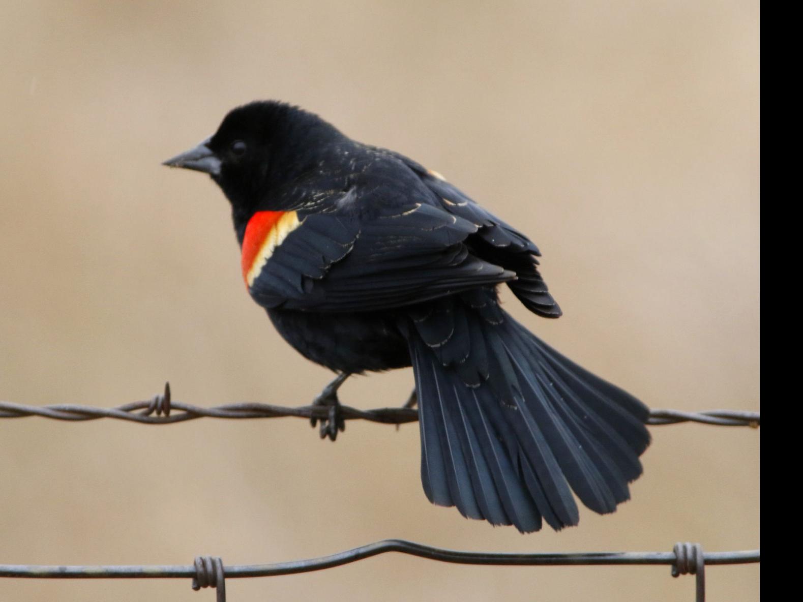 Just Ask Us How Many Types Of Birds Live In Wisconsin Just Ask Us Madison Com