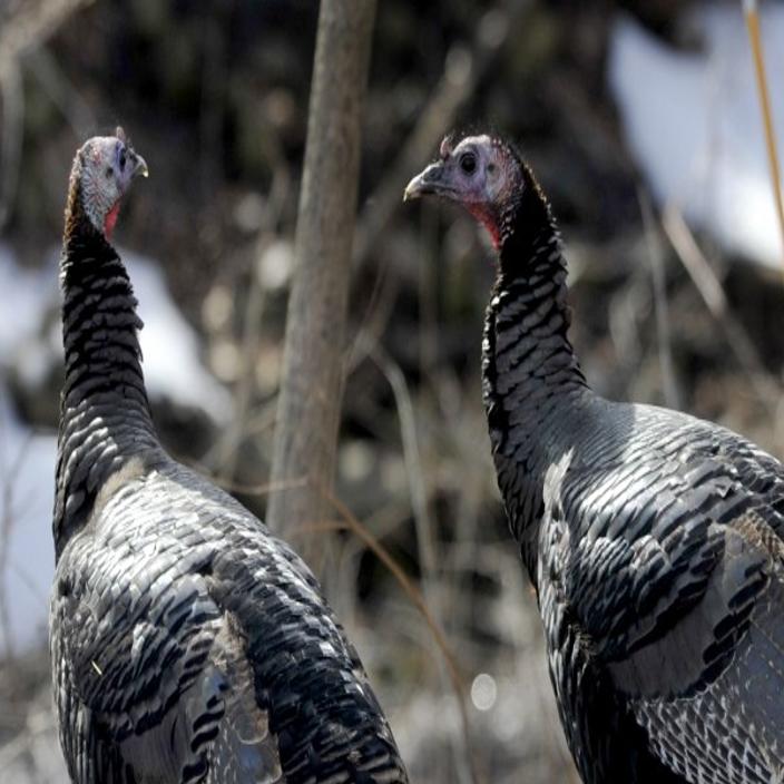 Outdoors Talking Turkey Outdoors Madison Com