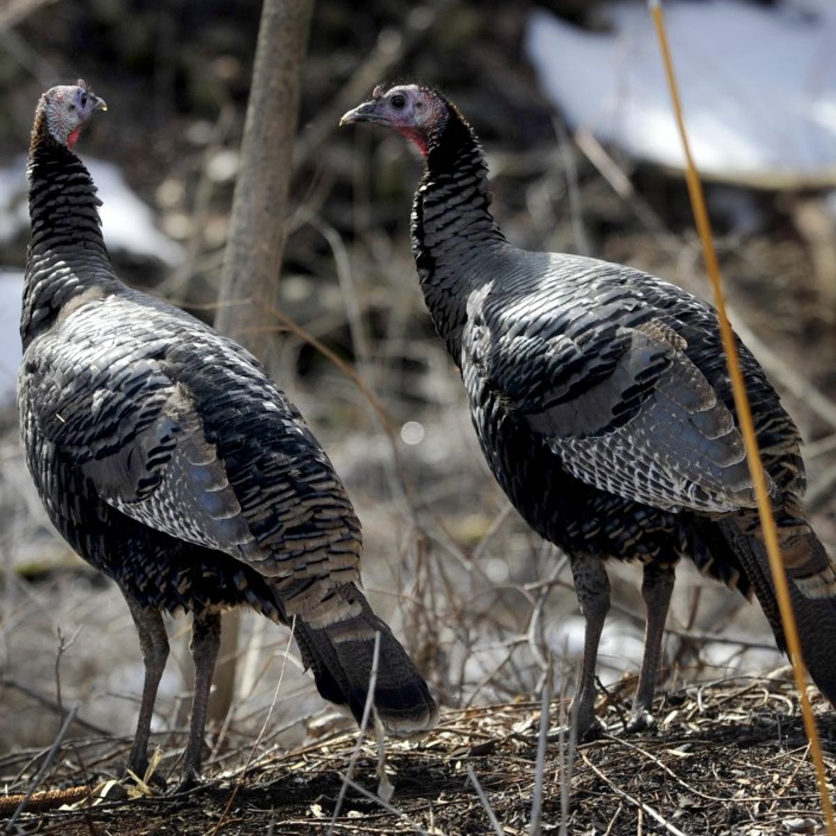 Outdoors Talking Turkey Outdoors Madison Com Outdoors Talking Turkey Outdoors Madison Com