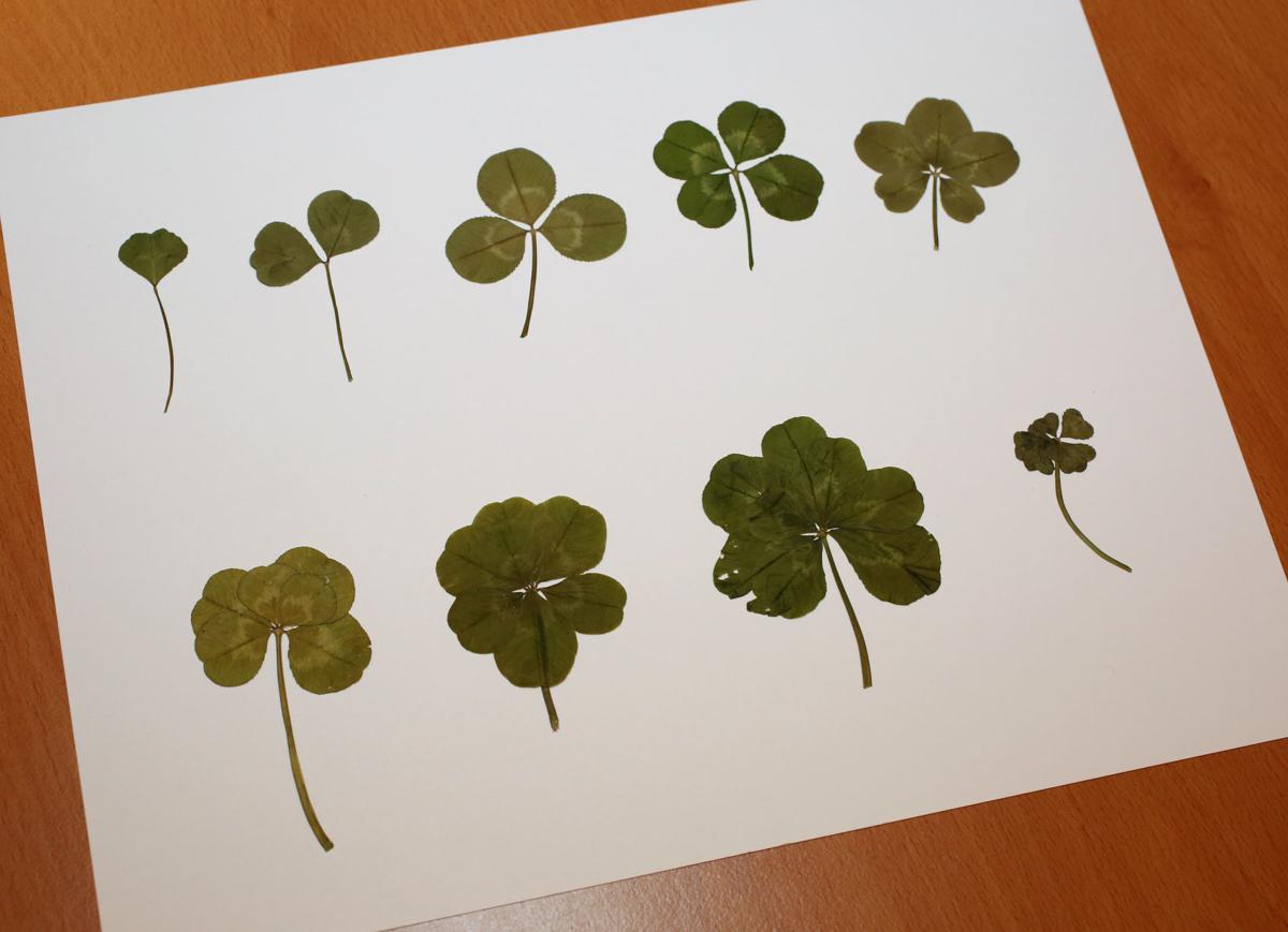 A Comparative Analysis of Four-Leaf Clover Induced Luck - Journal