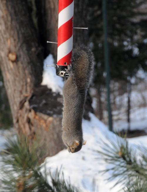 Dealing With Squirrels Who Just Won T Leave Outdoors Madison Com