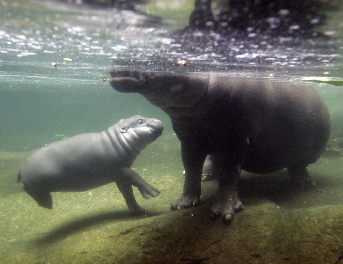 21 Photos Of Baby Hippos To Celebrate National Hippo Day Lifestyles Madison Com