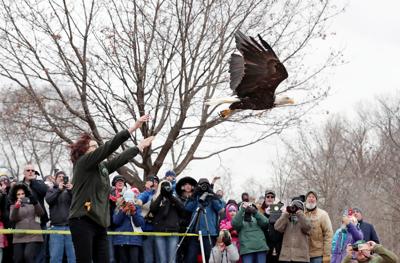 Eagles Soar After Release But One Is Recaptured After Eye