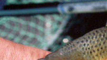 Gary Engberg Bluegills Waiting To Be Caught Outdoors Madison Com