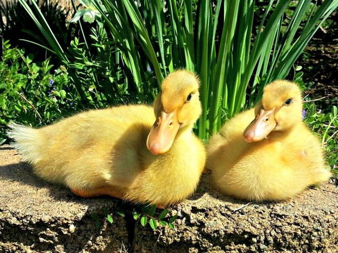 Generic stock image of two ducks together