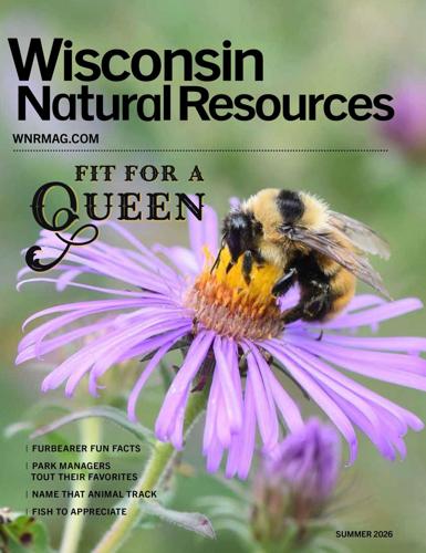 DNR Magazine Shines Spotlight On Bumble Bees