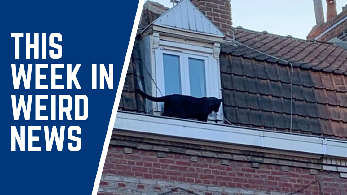 Black Panther Caught Prowling French Rooftops And More Of This Week S Weirdest News Latest News Madison Com