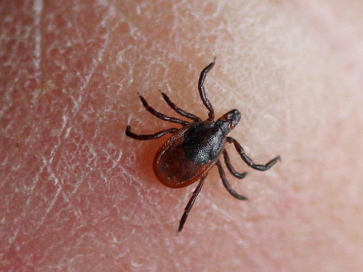 Ask The Weather Guys Is Lyme Disease Connected To The Weather Weather Madison Com Ask The Weather Guys Is Lyme Disease Connected To The Weather Weather Madison Com