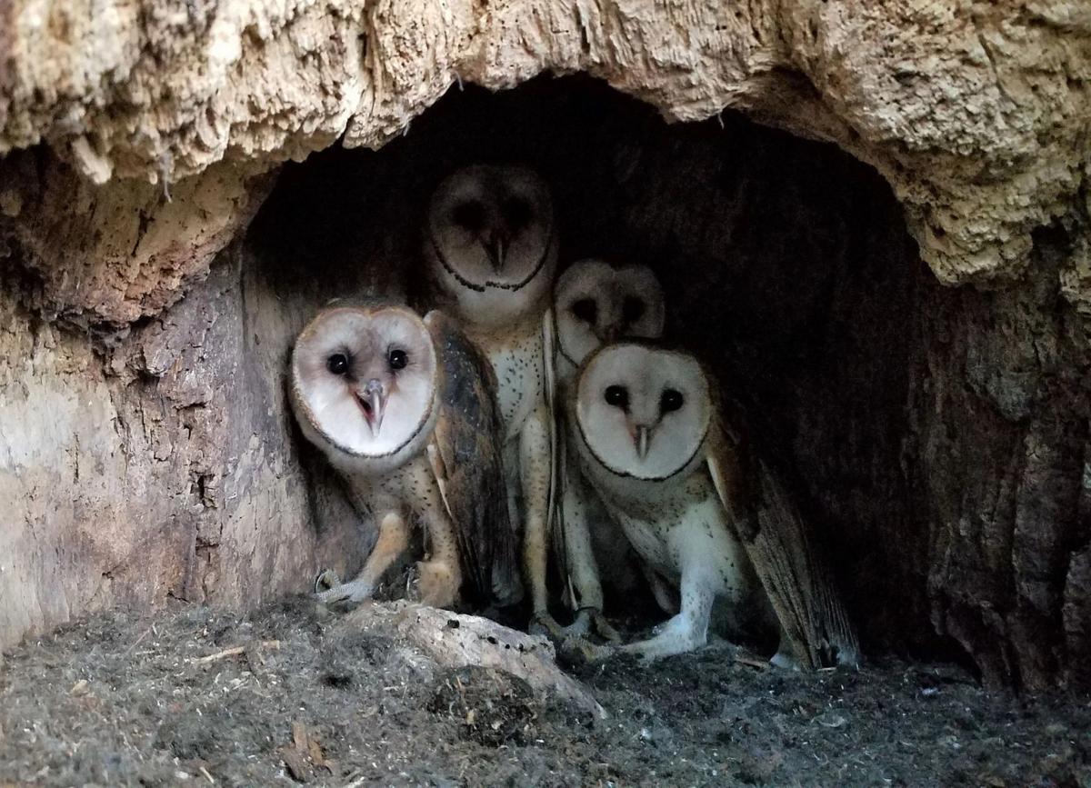 Barn owl nest spotted in La Crosse, first documented in state in more than 20 years