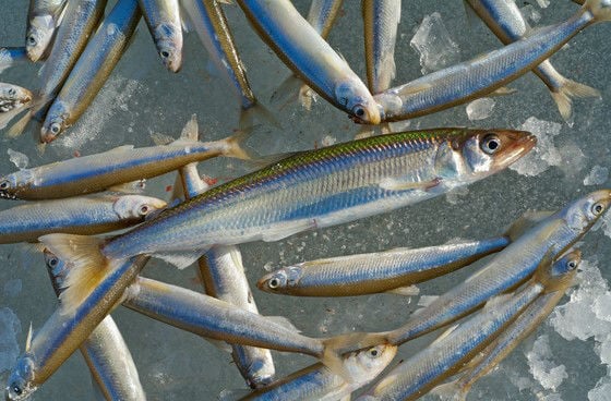 State issues consumption warning for Lake Superior smelt over PFAS  contamination