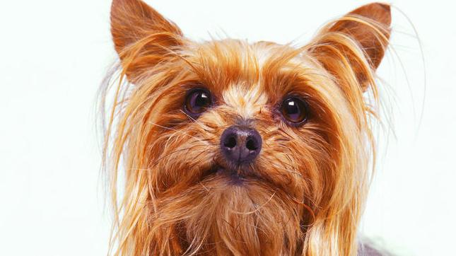 dog owners scrap over fault in fight that crippled yorkie crime dog owners scrap over fault in fight that crippled yorkie crime madison com