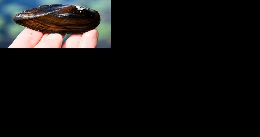 Wisconsin's mussels struggling amid drought - Vimarsana News