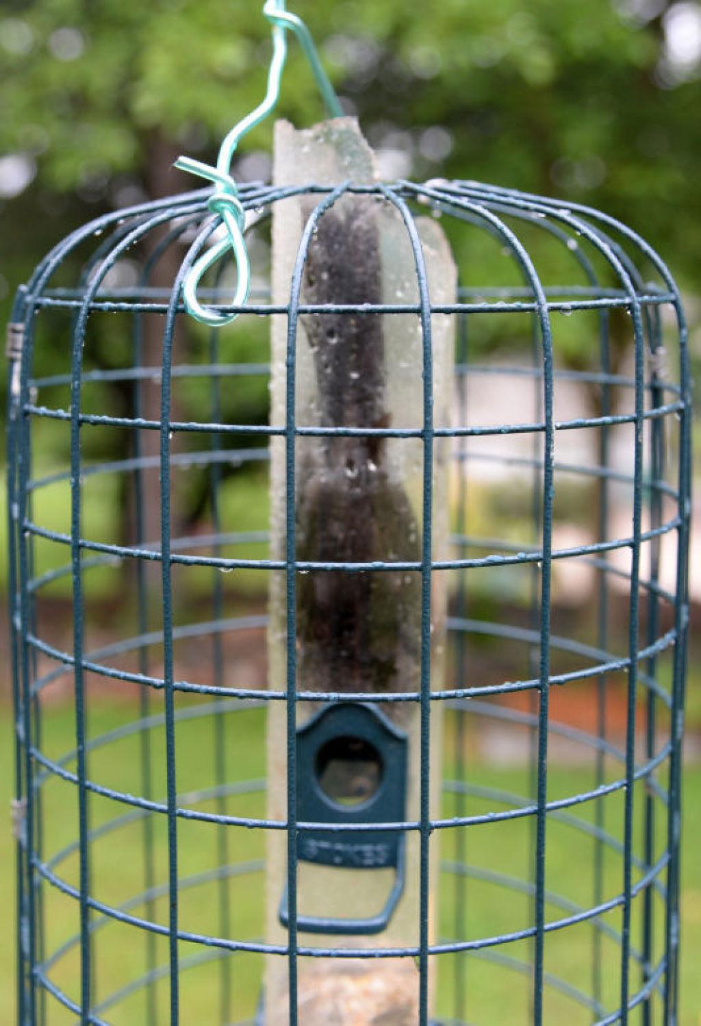 Patrick Durkin Dead Bird Perished Thanks To The Feeder Outdoors