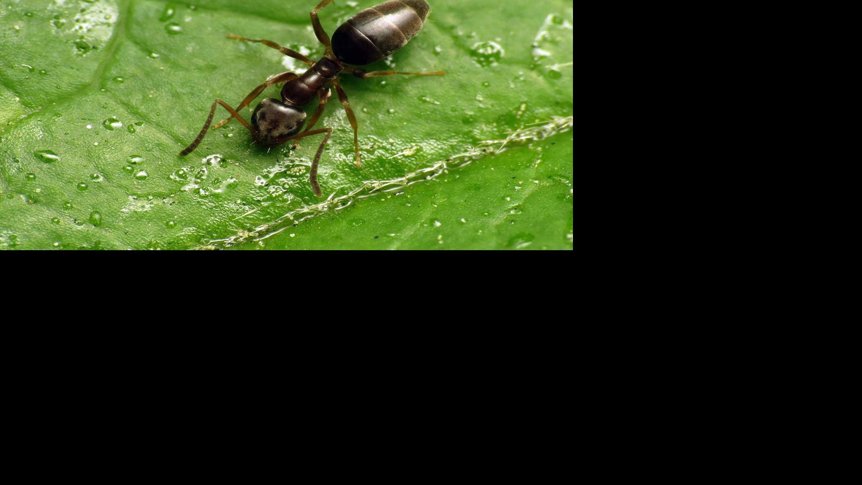 The sweet tooth and unique scent of odorous house Ants ...