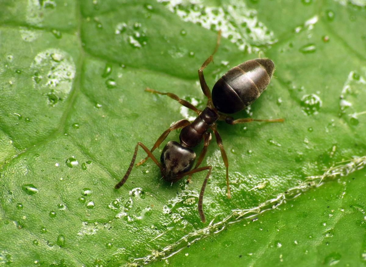 The sweet tooth and unique scent of odorous house Ants ...