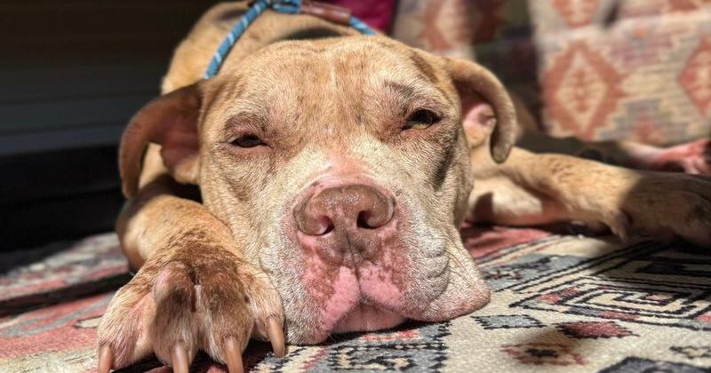 Thiensville officer resigns after shooting 2 dogs, killing 1 Ashley Luthern Milwaukee Journal Sentinel Jun 17, 2026 14 mins ago