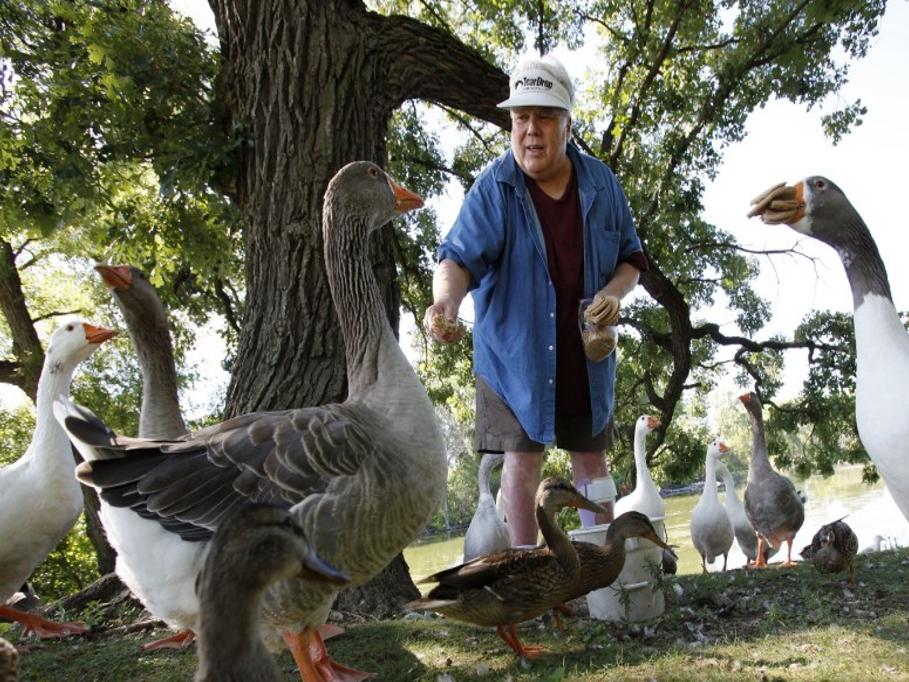 Longtime geese 'guardian' runs afoul of new law forbidding feeding wild  animals
