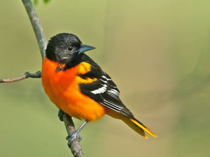 Baltimore Oriole - Bird Watching Academy