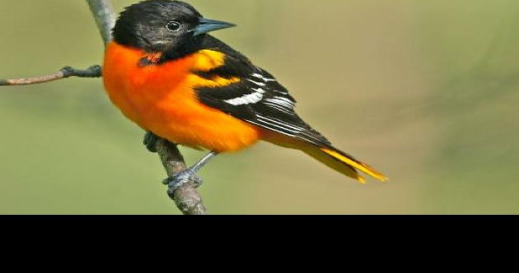 The Forgotten Birds: A Study of the Baltimore Orioles Cartoon Bird